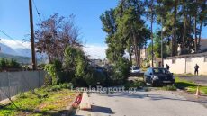 Πτώσεις δέντρων στη Λαμία από τους ισχυρούς ανέμους, δείτε βίντεο
