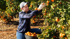 Πώς θα προστατεύονται οι Έλληνες παραγωγοί και τα 21 ελληνικά ΠΟΠ προϊόντα στη Συμφωνία Mercosur