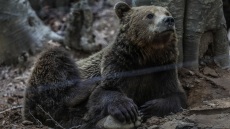 Νυμφαίο: Έπεσαν σε χειμέριο λήθαργο οι αρκούδες του Αρκτούρου