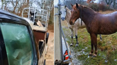 Βίντεο με τη συγκινητική διάσωση αλόγων από πλημμύρα στην Καστοριά: «Στο ποτάμι αυτά, στο ποτάμι και εγώ»