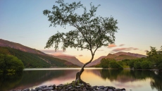 Το μοναχικό δέντρο που έγινε σταρ των social media: Πού βρίσκεται και γιατί κινδυνεύει να χαθεί