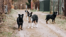 Βόλος: Θύμα επίθεσης από αδέσποτα σκυλιά 60χρονος που πήγε για τρέξιμο στη Γορίτσα

