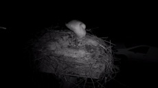 Ο πελαργός που αψηφά το κρύο και μένει στη Φιλιππιάδα για να προστατεύσει τη φωλιά του