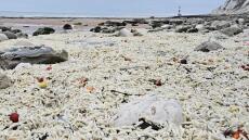 Χιλιάδες τηγανητές πατάτες και κρεμμύδια ξεβράστηκαν σε ακτή στη Βρετανία
