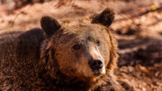 Αυξήθηκαν οι αρκούδες στην Ελλάδα, αλλά όχι οι ζημιές που προκαλούν: Έρευνα του Αρκτούρου με δεδομένα 22 ετών