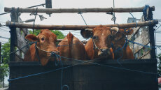 Aνοιχτή εκδήλωση για τη μεταφορά ζώντων παραγωγικών ζώων από την «A Promise to Animals»

