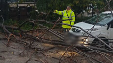 Δέντρο έπεσε σε εν κινήσει αυτοκίνητο στο Περιστέρι, έκλεισε ο δρόμος, δείτε βίντεο