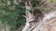 Δέντρο 1.074 ετών και 23 μέτρων στέκει στο Εθνικό Πάρκο Κερκίνης από τη Βυζαντινή Αυτοκρατορία