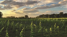 Από τον Αμβρακικό έως την Κόνιτσα: Το Οινοποιείο JIMA μάς δείχνει τις διαφορετικές όψεις της Ηπείρου