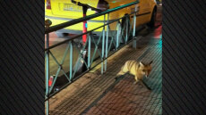 Αλεπού κάνει βόλτες σε κεντρικό δρόμο στο Κολωνάκι, δείτε βίντεο