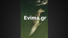 Φώκιες εμφανίστηκαν σε λιμάνι της Εύβοιας, δείτε βίντεο
