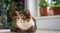 Αυτή είναι η συνήθεια που δεν σκεφτόμαστε και μπορεί να μειώσει το προσδόκιμο ζωής της γάτας μας