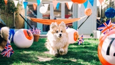 Άρθρο γνώμης στον Indepedent: Η Βρετανία έχει αντικαταστήσει τα παιδιά, με... σκύλους και αυτό δεν είναι υγιές