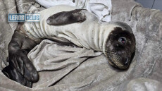 Διάσωση ετοιμοθάνατης φώκιας 30 ημερών στη Λέρο, δείτε βίντεο 