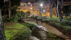 Πτώση πεύκου στο Γηροκομείο Ιωαννίνων λόγω των συνεχόμενων βροχοπτώσεων, βίντεο