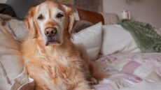 7 πράγματα που μπορείτε να κάνετε ώστε το ηλικιωμένο κατοικίδιό σας να ζήσει περισσότερα χρόνια