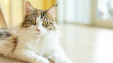 Μοναδικές γάτες: Για ποιους λόγους μαγεύουν επιστήμονες και φιλοσόφους