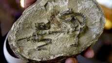 Απολιθωμένος «θησαυρός» στην Κίνα: Βρέθηκαν άγνωστα ζώα που επέζησαν μαζικής εξαφάνισης