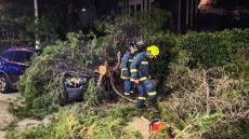 Δέντρο καταπλάκωσε αυτοκίνητο στο Χολαργό, δείτε φωτογραφίες
