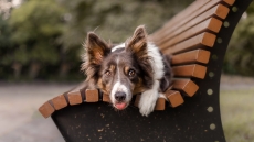 Γιατί ο σκύλος μας αποφεύγει να μας κοιτάει στα μάτια; 7 λόγοι για αυτή τη συμπεριφορά