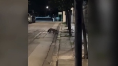 Αλεπού έκανε έφοδο στο Μέγαρο Μαξίμου, δείτε βίντεο