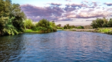 Δεκάδες νεκρά πρόβατα σε αποσύνθεση στον ποταμό Αλφειό