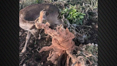 Εναερίτες του ΔΕΔΔΗΕ έσωσαν ελάφι στη Ρόδο, βίντεο και φωτογραφίες