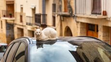 Οι λόγοι που οι αδέσποτες γάτες επιλέγουν να κάθονται πάνω στα αυτοκίνητα