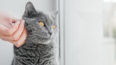 Πώς θα καταλάβετε αν μια γάτα θέλει χάδια