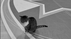 Έφυγε από τη ζωή η Λιουμπίτσα: Η διάσημη γάτα φανατική οπαδός του Ερυθρού Αστέρα 