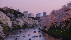 Το φεστιβάλ των κερασιών στο Φούτζι της Ιαπωνίας ακυρώθηκε λόγω «κρίσης» που προκάλεσαν οι απείθαρχοι τουρίστες