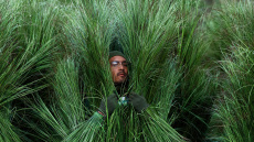 Super Bowl: Εβγαλαν πάνω από 1.300 δολάρια κάνοντας τους... θάμνους στο halftime show του Bad Bunny