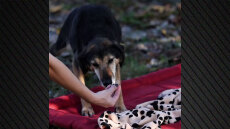 Τα «αόρατα» σκυλιά των καταφυγίων ζητούν μια δεύτερη ευκαιρία, η σημασία της υιοθεσίας