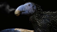 Ανακαλύφθηκε άγνωστο είδος δεινοσαύρου στην Κίνα: Εντοπίστηκε σχεδόν άθικτος σκελετός 125 εκατ. ετών