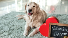Λαχταριστές λιχουδιές για σκύλους και γάτες –Το τέλειο δώρο για την ημέρα του Αγίου Βαλεντίνου