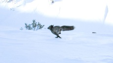 Επιστήμονες εντόπισαν για πρώτη φορά σπάνιο ζώο στην οροσειρά της Σιέρα Νεβάδα, υπάρχουν μόνο 50 από το είδος του, δείτε φωτογραφίες