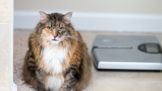 Ozempets: Θα κάνουν οι ενέσεις αδυνατίσματος τα κατοικίδιά μας πιο υγιή – ή πιο δυστυχισμένα;