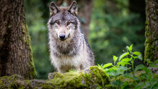 Νέα επίθεση λύκου σε πρόβατα στην Αιτωλοακαρνανία, σε απόγνωση οι κτηνοτρόφοι