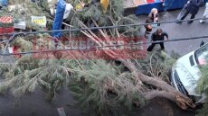 Τεράστιο δέντρο έπεσε σε λαϊκή στον Πειραιά, από θαύμα δεν υπήρξαν θύματα: Δείτε φωτογραφία