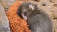 Συγκινητικό βίντεο: Μαϊμουδάκι έξι μηνών βρίσκει παρηγοριά σε λούτρινο παιχνίδι μετά την απόρριψη από τη μητέρα του