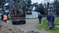 Δέκα αιωνόβιες ελιές στο Νέο Ηράκλειο Αττικής