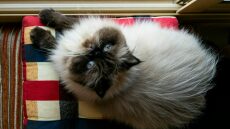 Σας χειραγωγεί η γάτα σας; Με ποιους τρόπους ελέγχει το μυαλό σας