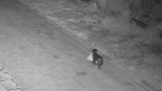 Ιταλός εκπαίδευσε... τον σκύλο του να πετάει τα σκουπίδια στον δρόμο