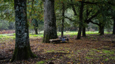 Πωγώνι: Στο δάσος της Βήσσανης, με οδηγό τα μανιτάρια