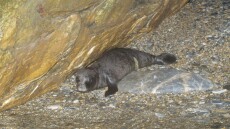 Ρεκόρ στις γεννήσεις μεσογειακής φώκιας καταγράφηκε στις Σποράδες