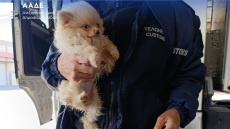 Ναρκωτικά, λαθραία τσιγάρα, αδήλωτο συνάλλαγμα σε μετρητά και… ρούβλια εντόπισε η ΑΑΔΕ: Σαρωτικοί έλεγχοι με X-Ray και τον Έλβις