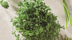 Μαζεύοντας άγρια χόρτα: Ένας πλήρης οδηγός για να τα αναγνωρίσετε