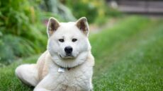 Δείτε τις φυλές σκύλων που είναι πιο κοντά γενετικά με τους λύκους- Κάποιες θα σας εκπλήξουν