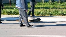 Φώκια έχασε το δρόμο της και βρέθηκε 200 μέτρα μακριά από τη θάλασσα στην Αρκίτσα, δείτε βίντεο