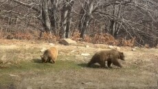 Με όρεξη για παιχνίδι ξύπνησαν οι αρκούδες στο Νυμφαίο, δείτε βίντεο